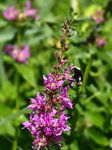 Pink Flowers & Bee 2