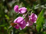 Sweet Pea & Butterfly