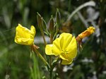 Yellow Flower